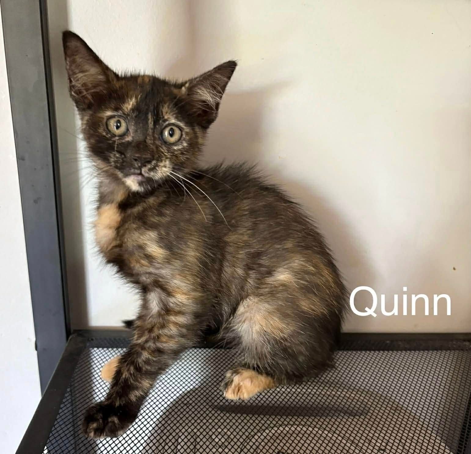 Quinn Quinn